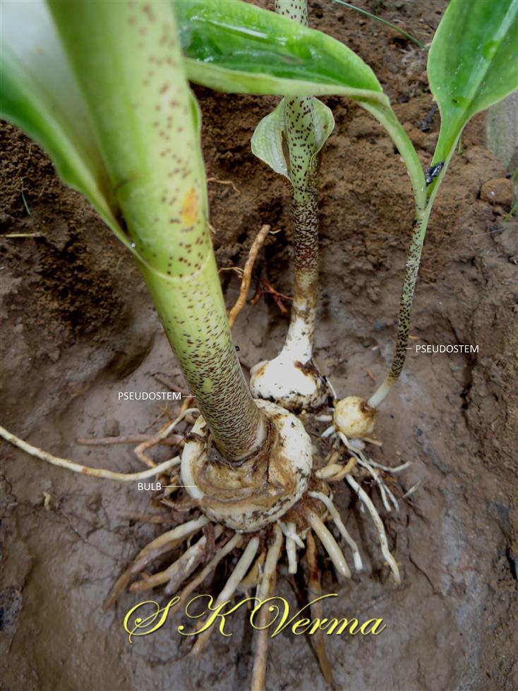  Bulbs